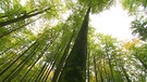 Blick in einem Wald von unten Richtung Baumkronen. | Bild: BR