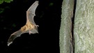 Ein segelnder Großer Abendsegler (Fledermaus) | Bild: picture alliance/WILDLIFE