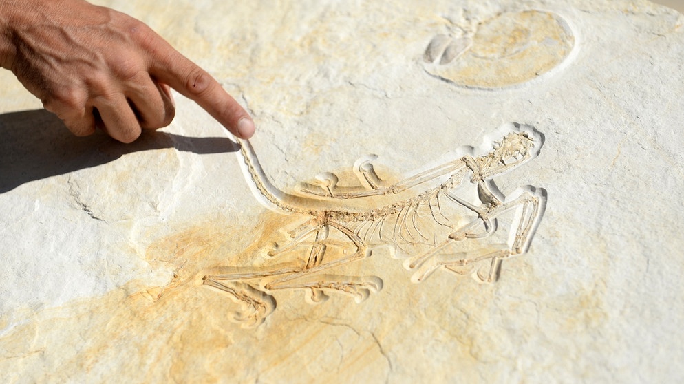 Geologe und Mitinhaber Raimund Albersdörfer zeigt am 24.08.2016 im Dinosaurier-Freilichtmuseum in Denkendorf (Bayern) einen rund 153 Millionen Jahre alten Archaeopteryx. Fossilien geben Paläontologen Einblicke in die Vergangenheit und Erkenntnisse über Dinosaurier und andere Urzeit-Wesen. | Bild: picture-alliance/dpa/Andreas Gebert