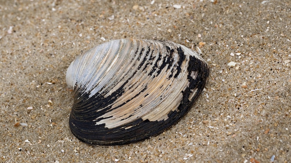 Eine Islandmuschel am Strand in einer Nahaufnahme. Können wir Menschen bald schon viel länger und gesünder leben? Wir erklären euch aussichtsreiche wissenschaftlichen Entdeckungen der Alternsforschung für ein gesundes Altern und ein längeres Leben. | Bild: picture alliance/blickwinkel/F. Hecker | F. Hecker
