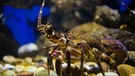 Ein Hummer in einer Nahaufnahme. Können wir Menschen bald schon viel länger und gesünder leben? Wir erklären euch aussichtsreiche wissenschaftlichen Entdeckungen der Alternsforschung für ein gesundes Altern und ein längeres Leben. | Bild: colurbox.com/Kirsten Dewald
