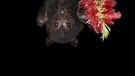 Australischer schwarzer Flughund | Bild: Linfa Wang, Duke University