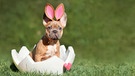 Mops mit Hasenohren in einem aufgebrochenen Ei. | Bild: picture alliance / Zoonar | Firn