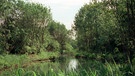 Auwald bei Ingolstadt | Bild: picture-alliance/dpa