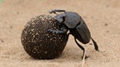Tier der Wüste: der Pillendreher. Schlangen, Echsen und Kamele sind perfekt an die Wüste angepasste Tiere. Im Laufe der Zeit hat sich die Evolution viele Strategien einfallen lassen, die Tieren in diesen trockenen Lebensräumen das Überleben sichern. | Bild: picture-alliance/dpa