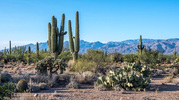 Sonora-Wüste in Arizona, USA. Paradox, doch es gibt sie: Wüsten direkt am Meer. Küstenwüsten befinden sich in der Nähe von kalten Ozeanströmungen aus der Antarktis. Kühle Luft kann wegen warmer Passatwinde nicht aufsteigen, Wolken und Regen bleiben aus. | Bild: picture alliance/Zoonar | Cheri Alguire ImagesByCheri.com