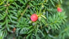 Rote Frucht der Eibe. Viele Mythen ranken sich um die Europäische Eibe. Fast alle ihre Baum-Teile sind giftig. Worauf Haustier-Besitzer und Landwirte achten sollten. | Bild: picture-alliance/dpa