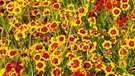 Mädchenauge. Der Klimawandel macht sich auch im Garten und auf dem Balkon bemerkbar: Pflanzen, Blumen und Bäume leiden unter Hitze und Trockenheit. Wir erklären euch, welche Pflanzen, Kräuter und Sträucher besonders hitzeresistent sind und gut mit Trockenheit zurechtkommen. Außerdem geben wir euch Tipps, wie ihr eure Pflanzen richtig gießt und dabei Wasser spart. | Bild: picture-alliance/dpa