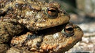Die Erdkröte ist eine der häufigsten Amphibienarten in Deutschland - und eine der größten. Anhand ihrer Warzen ist sie leicht zu erkennen. Zu den Amphibien oder Lurchen in Deutschland zählen Frösche, Kröten, Molche, Salamander und Unken. | Bild: picture-alliance/dpa