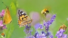 Der Weltbiodiversitätsrat hat fünf Triebkräfte beschrieben, die für das Artensterben verantwortlich sind. Viele Vögel, Meerestiere und Insekten sind vom Aussterben bedroht - weltweit und in Deutschland. Fünf Tipps für mehr Biodiversität und Artenschutz im Alltag. | Bild: colourbox.com