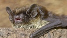 Alpenfledermaus - eine Fledermausart in Deutschland | Bild: fledermausschutz.ch