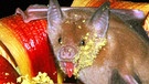 Blütenfledermaus in Kuba | Bild: picture-alliance/dpa