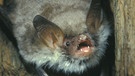 Fransenfledermaus: Wie alle Fledermaus-Arten in Deutschland steht sie auf der Roten Liste gefährdeter Tierarten | Bild: picture-alliance/dpa