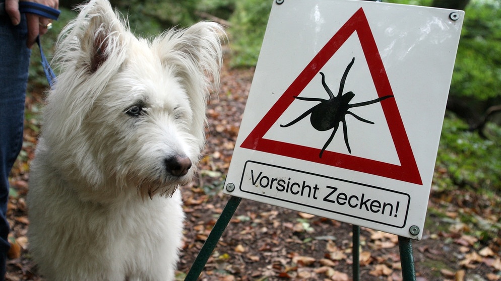 Hund neben einem Zecken-Warnschild. Zecken können Krankheiten wie FSME oder Borreliose übertragen, was besonders in Risikogebieten gefährlich sein kein. Dabei könnern wir uns schützen. | Bild: picture-alliance/dpa