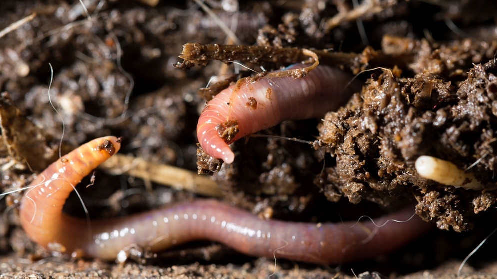 Der Regenwurm ist in der Erde zuhause. Regenwürmer pflügen den Boden und lockern ihn auf. Der Regenwurm mag ein einfaches Lebewesen sein, aber er ist von unschätzbarem Wert: für den Boden, für den Wald, für andere Tiere und für uns. Erfahrt hier, was er unter euren Füßen alles beackert! | Bild: colourbox.com