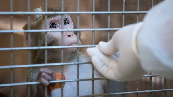 Tierversuche: Ein Affe im Labor hinter Gittern. Mäuse, Ratten, Affen, Fische, Schafe, Schweine, Katzen und Hunde werden in Tierversuchen eingesetzt. An ihnen werden Medikamente, Impfstoffe und Chemikalien getestet. Labortiere sind in der Medizin aber auch wichtig, um Therapien wie Organtransplantationen auszuprobieren. Tierschützer kritisieren, dass zu wenig an alternativen Methoden geforscht wird. | Bild: picture-alliance/dpa